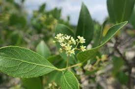 Image result for Pentarrhinum insipidum