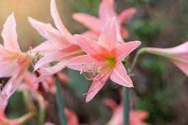 7 watchers 3.7k page views 104 deviations. Amaryllis Entretien La Faire Refleurir Symbolique Legende