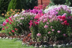 Kostenlose lieferung für viele artikel! Phlox Paniculata Standort Pflege Sorten Plantura