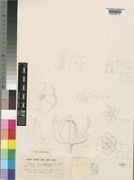 Image result for Phyllanthus ceratostemon