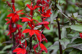 Red perennial flowers full sun. 16 Plants For Soggy Soil Garden Making