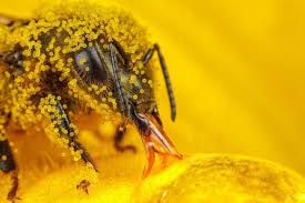 La Abeja Es Declarada El Ser Vivo Mas Importante Abejas Polinizacion Dibujos Adorables