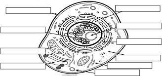 Draw this animal cell by following this drawing lesson. Label The Animal Cell Brainly Com