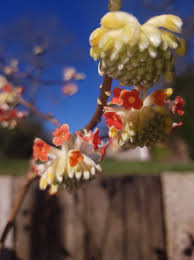 Image result for Gnidia chrysantha