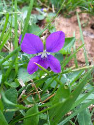 The beauty of using these north carolina native plants for landscaping at your mountain. Identifying Native Plants In Western North Carolina North Carolina Cooperative Extension