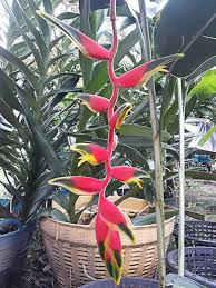 Image result for Raphia rostrata