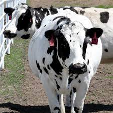 Are These Genetically Engineered Cows The Future Of Medicine The Verge