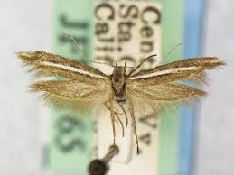 Image result for Scythris crypta