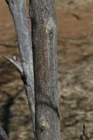 Image result for Combretum psidioides