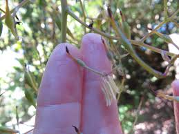 Image result for Bocconia arborea