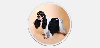 The american version of the cocker spaniel is derived from the english cocker spaniel. American Cocker Spaniel Der Hund