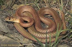 Coachwhip Wetland Flatwoods Upland