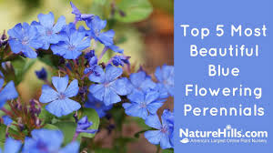 Full sun to part shade (varies according to variety) soil type: Top 5 Most Beautiful Blue Flowering Perennials Naturehills Com Youtube