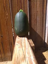 I'm glad the recipe turned out for you and that you enjoy it. Why Is My Zucchini So Huge And Fat Gardening