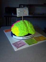 Brain Model Project Brain Models Human Body Projects Biology Projects