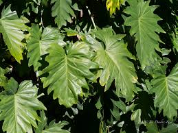 Image result for Philodendron lacerum