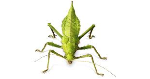 Different types of insects for kids. Insects For Kids How Many Legs Insects Have Dk Find Out