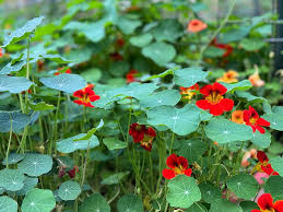 Image result for Nasturtium