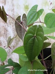 Image result for Dioscorea alata