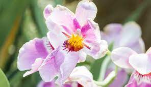 Papilionanthe miss joaquim, also known as vanda miss joaquim, the singapore orchid, or the princess aloha orchid, is a hybrid orchid (a grex) that is the national flower of singapore. Singapore S National Flower The Hybrid Orchid