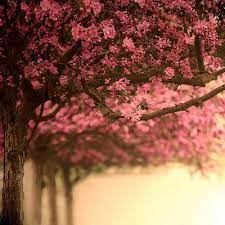 كلام جميل عن الجنة عبارات عن الجنة اقوال عن الجنة وصف الجنة و اهلها مجلة رجيم nature photography nature blossoms art