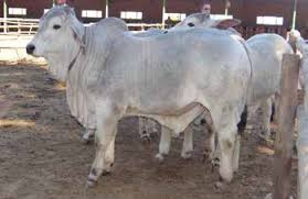 Brahman cattle in hungerford and boling, texas. Https Www Arc Agric Za Arc Api Newsletter 20library Arc 20annual 20beef 20bulletin 202017 Pdf
