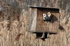 Screech owls will nest in boston backyards and use nestboxes readily (of course, so do squirrels!). 4 Simple Tips For Hosting An Owl In Your Backyard Birds And Blooms