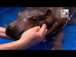 These wonderful items are sure to attract suppliers who wish to buy in bulk. Premature Baby Hippo Gets Her First Bath In A Kiddie Pool I Can Has Cheezburger