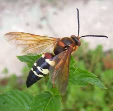 Sevin biodegrades very rapidly when wet. How To Get Rid Of Cicada Killer Wasps Dengarden