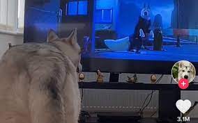 Husky captured howling along with 'Zootopia' in viral TikTok video