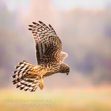 Northern Harrier Michigan Birds Of Prey An Amazing Hunter A Northern Harrier Prepares To Drop Down On Its Prey Birds Of Prey Prey Birds