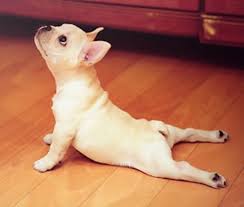 Upward Facing Pup Not Sure Who Took This Adorable Photo But Should Make You Want To Strike A Pose Cute Animals Dog Yoga How To Do Yoga