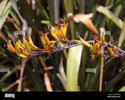 Image result for Phormiaceae