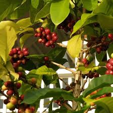 Image result for Coffea ligustroides