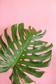 The History Of The Houseplant The Benefits Throughout Time Plant Wallpaper House Plants Plants