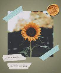 Sunflower spa injectables and medical aesthetics is overseen by the acclaimed medical director dr. Homepage Aesthetic Sunflower Image By ð'Œð'‚ð'•ð'„ð'