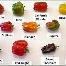 Sturdy 22 plants begin bearing early and keep on producing for exceptional yields. Pdf A Comparison Of 13 Sweet Pepper Varieties Under An Organic Farming System