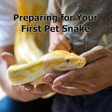 Preparing For Your First Pet Snake Petmd Pet Snake Snake Pets