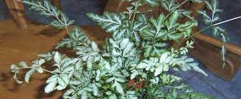 The pteris evergemiensis, more commonly known as the silver lace fern, is a fern plant advice: Pteris Silver Lace Fern Slender Brake Fern Pteris Ensiformis Evergemiensis