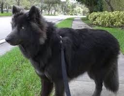 German Shepherd Black And Brown Husky Black German Sheperd Mixed Alaskan Malamute Dogs Wolf Dog Dog Breeds