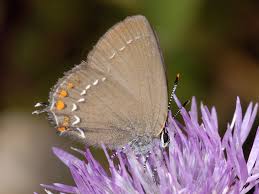 Image result for Satyrium