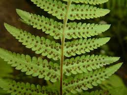 Image result for Macrothelypteris