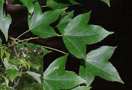 カエデ科 Aceraceae ２