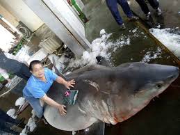 By the way, the new. Huge Pregnant Great White Shark Caught Off Ne Taiwan Coast Taiwan News 2019 03 21 16 11 00