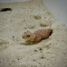 Image result for Urochloa pungipes