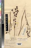 Image result for Aristea angolensis