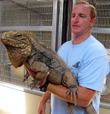 18iguana Pet Pet Lizards Iguana Pet Cute Reptiles