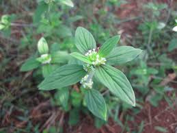 Image result for Mitracarpus