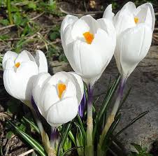 Crocus Chrysanthus Jeanne D Arc Crocus Bulbs Early Spring Flowers Crocus