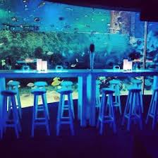 dinner turkuazoo akvaryum aquarium akvaryum